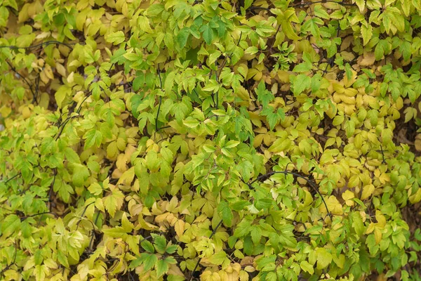 Schöner Hintergrund aus gelbem und grünem Herbstlaub. — Stockfoto