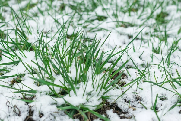 Green grass covered with snow. Abrupt climate change.
