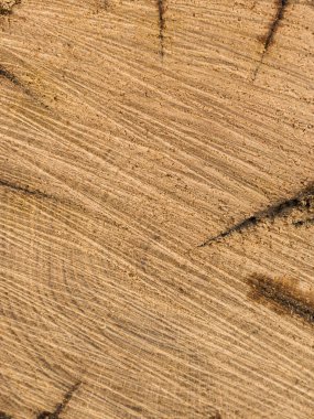 Eski meşe ağacını kesen taze bir arka plan. Doğal yakıtın ısınmaya hazırlanması.