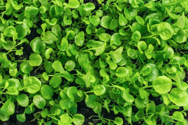 Hintergrund Der Grünen Jungen Triebe Von Pflanzen Mit Kleinen Blättern — Stockfoto