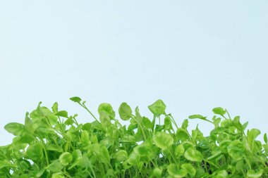 Mavi arka planda küçük yapraklı çiçek fideleri. Yeşil bitki örtüsü.