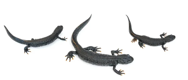 Drie Zwarte Salamander Hagedissen Geïsoleerd Een Witte Achtergrond Foto Van — Stockfoto