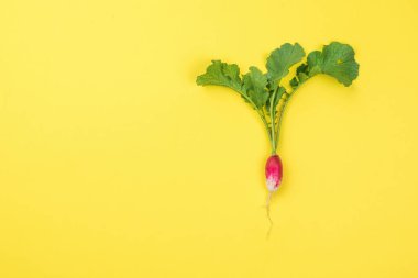 Sarı arka planda taze koparılmış turp. Turp yetiştirme kavramı.