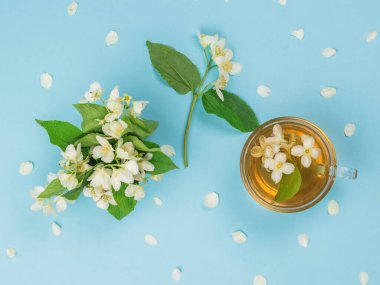 Yasemin çiçeklerinin ve yasemin çayının mavi arka planda üst görüntüsü. Sağlığın için iyi olan canlandırıcı bir içecek..