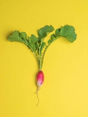 Sarı arka planda taze koparılmış olgun turp. Turp yetiştirme kavramı.
