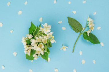 Yasemin çiçekleri ve yaprakları mavi arka planda. Bahar çiçekleri. Düz yatıyordu.