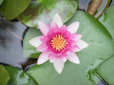 Gölette yaprakları olan güzel bir nilüfer çiçeği. Bir su bitkisi..