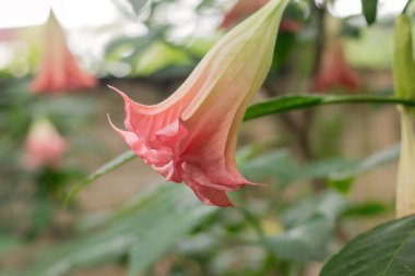 Yeşil bitkilerin arka planında çan şeklinde güzel bir çiçek. Bahar manzarası.