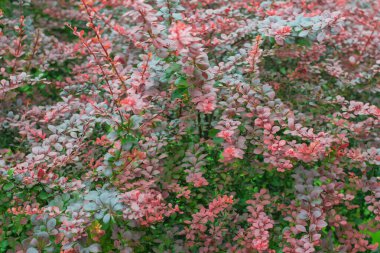 Yeşil ve kırmızı yapraklı egzotik bir çalılığın arka planı. Güzel bir bitki..