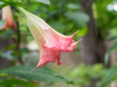 Yeşil yaprakların arka planında açık pembe güzel bir çiçek. Bahar manzarası.