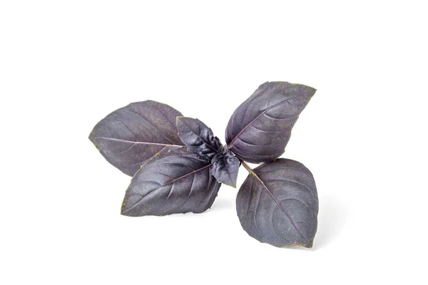 Una Ramita Albahaca Púrpura Aislada Sobre Fondo Blanco Condimento Popular —  Fotos de Stock