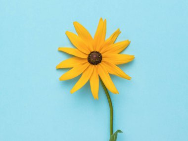 Mavi arka planda sarı taç yaprakları olan parlak bir gerbera çiçeği. Çiçek açan bir bitki. Düz yatıyordu.