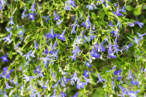 Fundo Grande Número Pequenas Flores Azuis Foco Seletivo — Fotografia de Stock