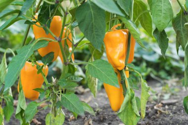 Olgunlaşmış Bulgar biberi bitkileriyle dolu bir yatak. Taze sebze mahsulü..