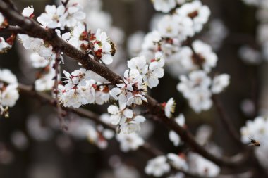 Bahar çiçekleri. Bahar arka plan