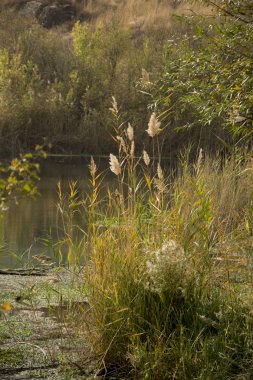 Güney Kazakistan'ın küçük bir göl
