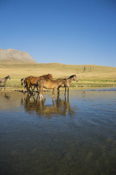 Atları temiz ve sakin bir nehir kıyısında