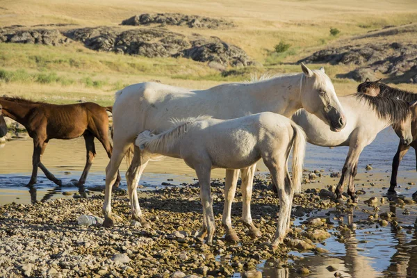 Atları temiz ve sakin bir nehir kıyısında