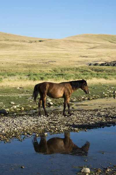 Atları temiz ve sakin bir nehir kıyısında