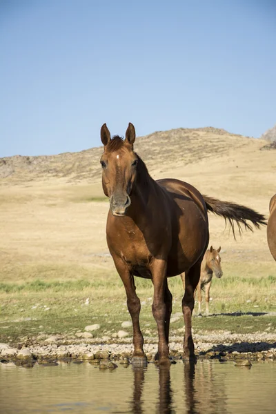 Atları temiz ve sakin bir nehir kıyısında