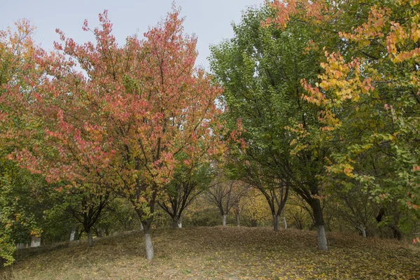 Güney Kazakistan'ın küçük bir göl
