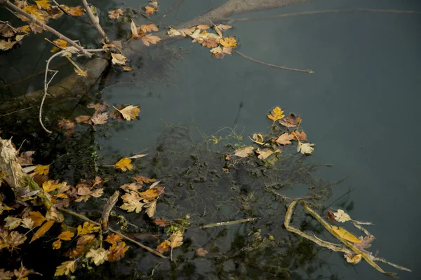 Güney Kazakistan'ın küçük bir göl