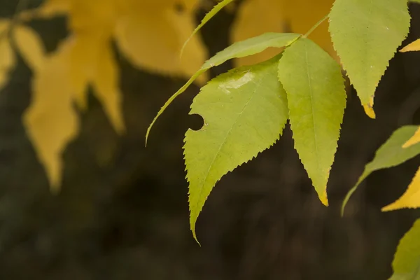 Sarı sonbahar yaprakları