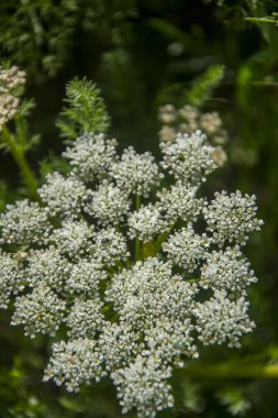 Kanyon Vadisi Tien Shan dağlarında