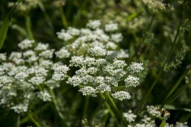 Kanyon Vadisi Tien Shan dağlarında