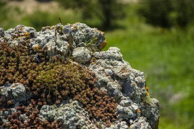 Kanyon Vadisi Tien Shan dağlarında