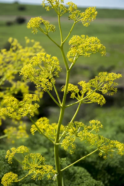 Kanyon Vadisi Tien Shan dağlarında