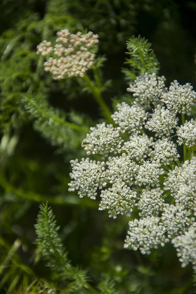 Kanyon Vadisi Tien Shan dağlarında