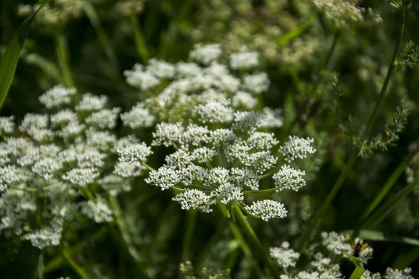 Kanyon Vadisi Tien Shan dağlarında