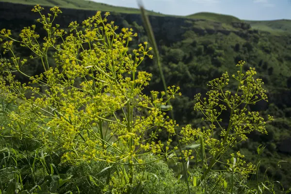 Bozkır bahar çiçekleri