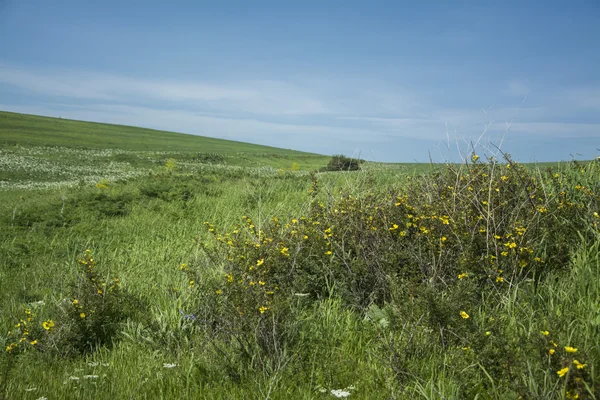 Kanyon Vadisi Tien Shan dağlarında