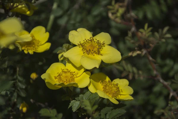 Kanyon Vadisi Tien Shan dağlarında