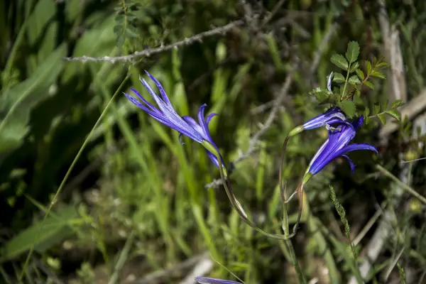 Kanyon Vadisi Tien Shan dağlarında