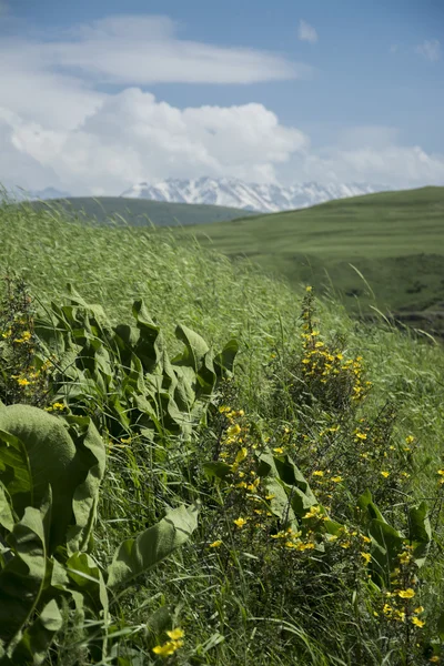 Kanyon Vadisi Tien Shan dağlarında
