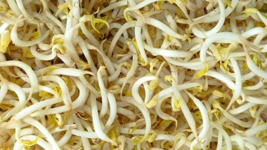 Filizler, sağlıklı doğal bir sebze. Filizler ya da fasulye filizleri.