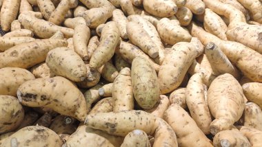 Cilembu tatlı patates, Cilembu tatlı patates, Ipomoea Batatas. Tatlı patatesler 1990 'lardan beri Endonezya' da popülerdir..