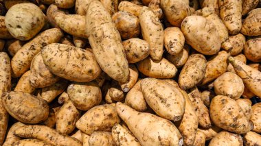 Cilembu tatlı patates, Cilembu tatlı patates, Ipomoea Batatas. Tatlı patatesler 1990 'lardan beri Endonezya' da popülerdir..