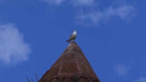 Gabbiano sta guardando intorno alla cima della torre . — Video Stock
