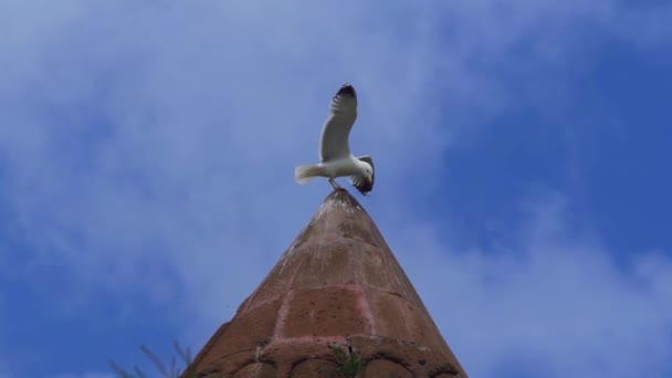 Gabbiano sta aspettando un altro gabbiano . — Video Stock