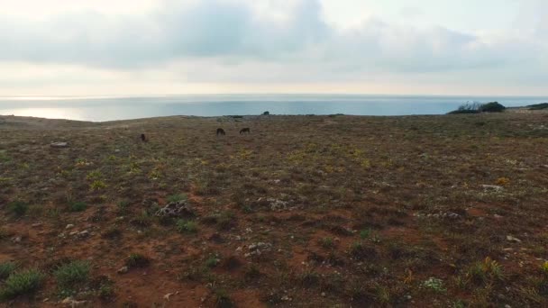 Luftfoto af æsler . – Stock-video