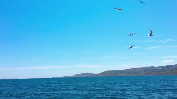 Mewy latają nad oceanem. — Wideo stockowe