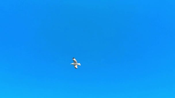 La mouette vole au ralenti . — Video