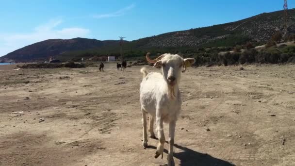 Смешная коза смотрит в камеру. . — стоковое видео