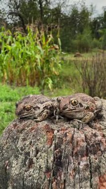 Bir çift kara kurbağasının yakın çekimi.