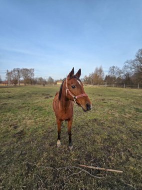 Çimenli bir tarlada duran kahverengi at