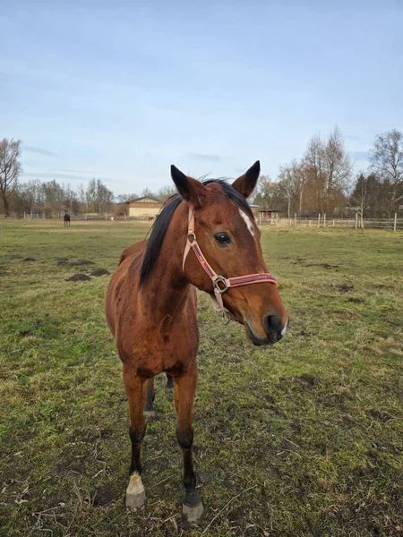 Otlakta dizginlenmiş kahverengi bir atın portresi.
